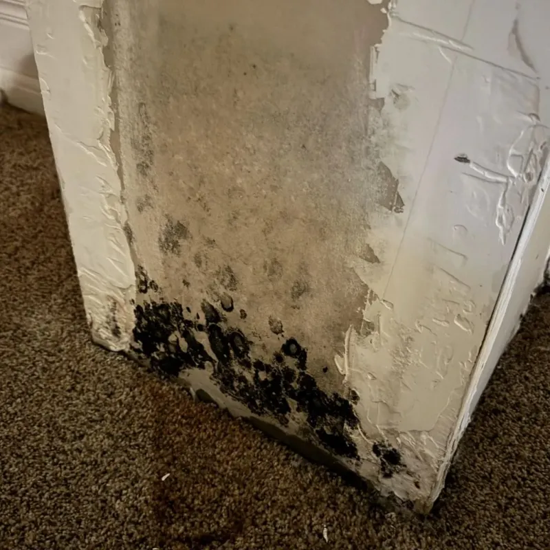 Professional Mold Removal in Dresden, TN